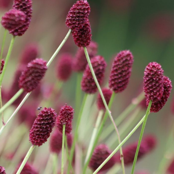 Sanguisorba 'Red Thunder' 140mm
