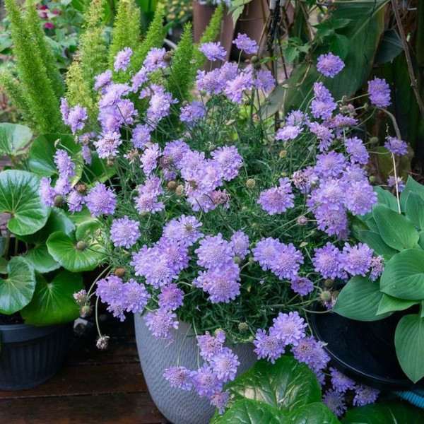 Scabiosa Powder Puff Mauve 140mm