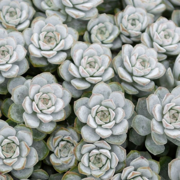 Sedum 'Silver Blob' 140mm