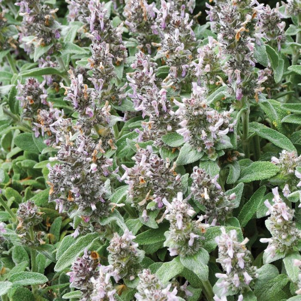 Stachys 'Silky Fleece' 140mm