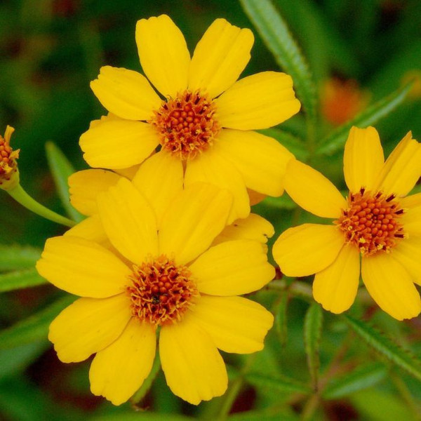 Tagetes lemmonii 140mm