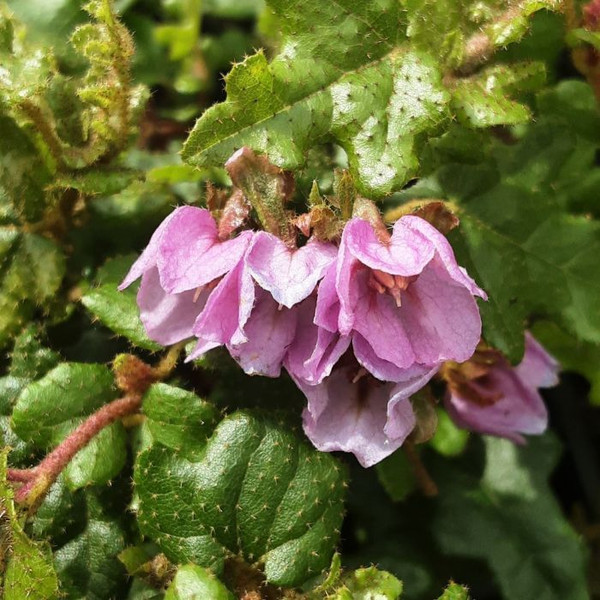 Thomasia brachystachys Cosy Corner 140mm