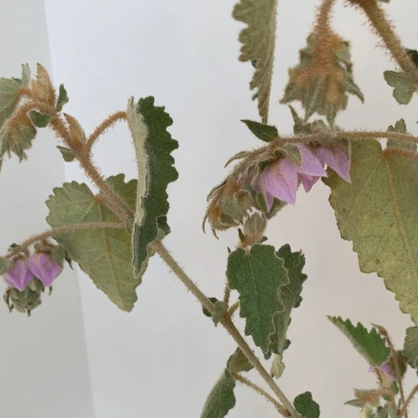 Thomasia macrocarpa 'Softy' 140mm