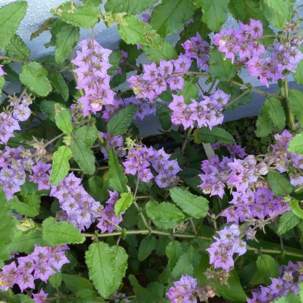 Thomasia purpurea 140mm