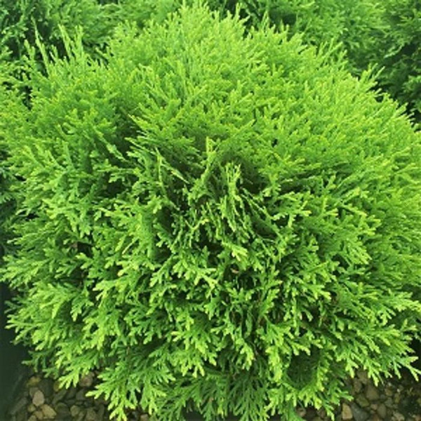 Thuja occidentalis 'Little Champion' 10in 250mm