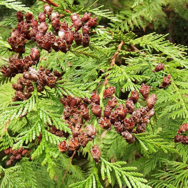 Thuja plicata 12in 300mm