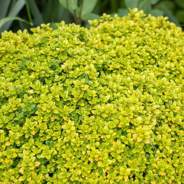 Thymus Archers Gold 140mm