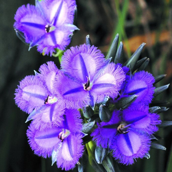 Thysanotus multiflorus Dwarf Fringe Lily 140mm