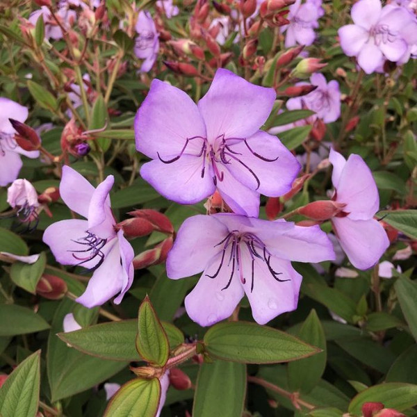 Tibouchina 'Blue Moon' 140mm