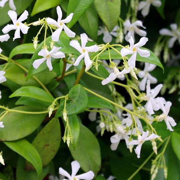Trachelospermum jasminoides 140mm