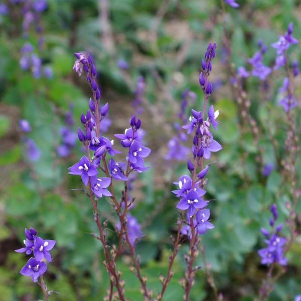 Veronica 'Diggers Speedwell' 140mm