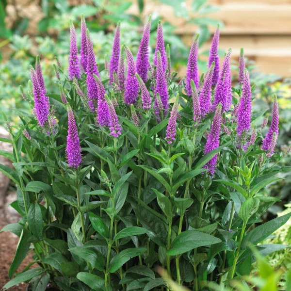 Veronica Purpleicious 140mm