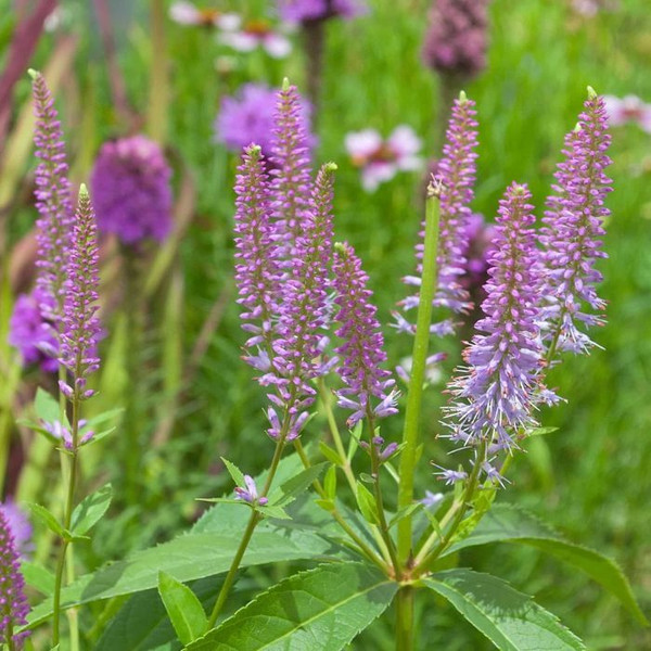 Veronicastrum 'Lavendelturm' 140mm