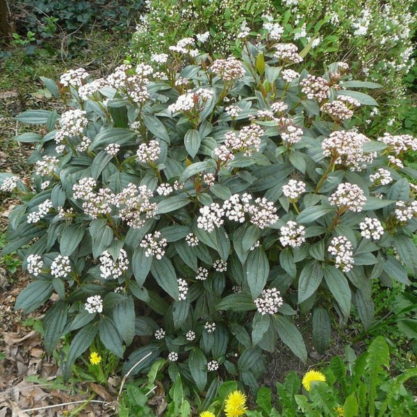 Viburnum davidii 140mm