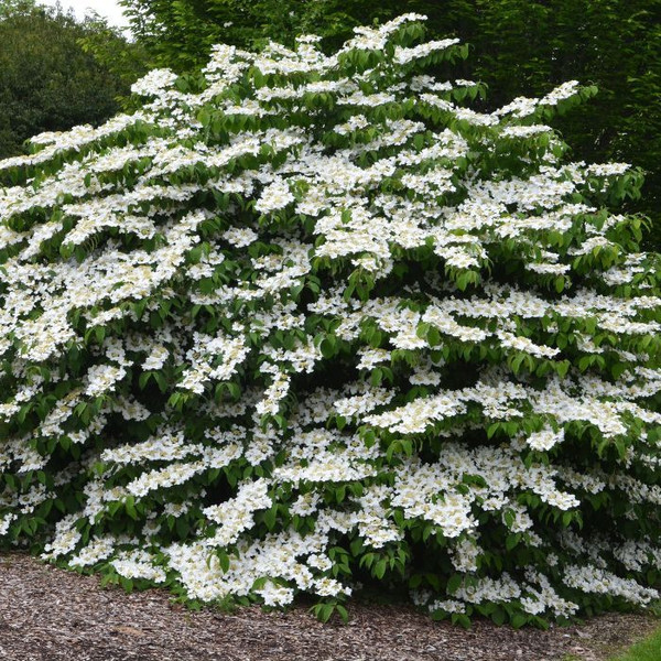 Viburnum plicatum f. tomentosum 140mm