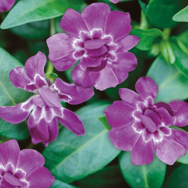Vinca minor 'Elizabeth Cran' 140mm