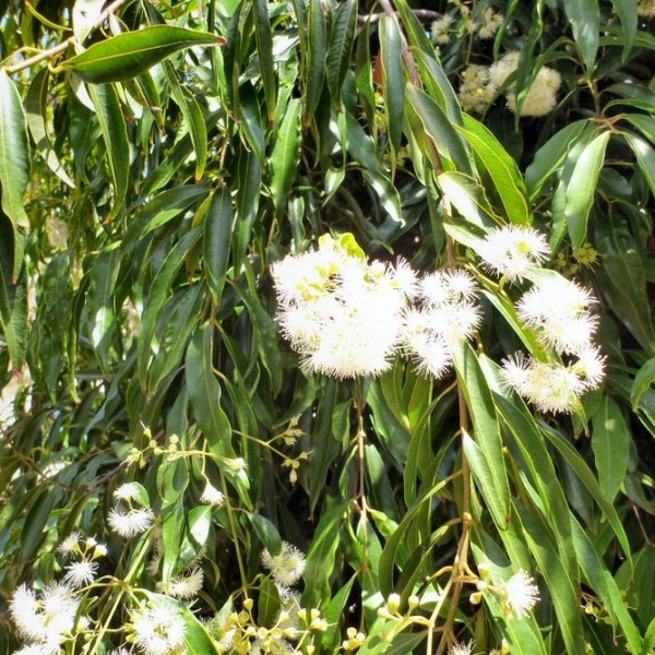 Waterhousia floribunda 180mm