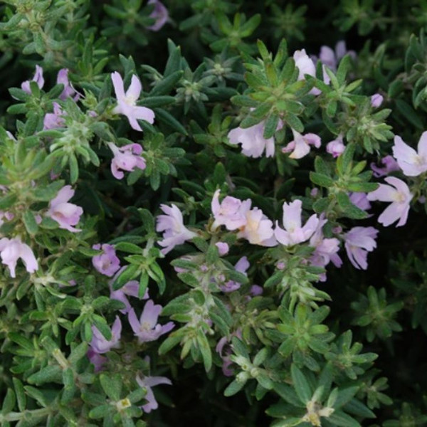 Westringia 'Jervis Gem' 140mm