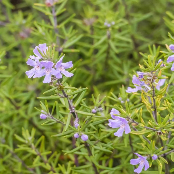 Westringia 'Wynyabbie Gem' 8in  200mm