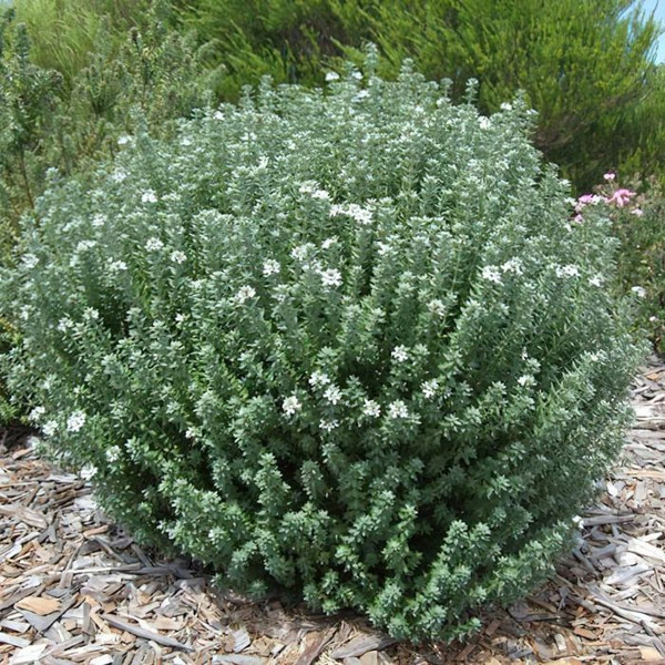Westringia fruticosa 'Grey Box' 140mm