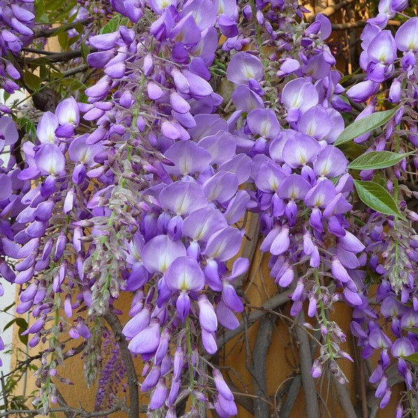 Wisteria Sinensis Standard 12in 300mm