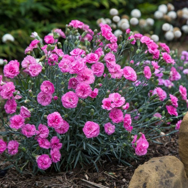 Dianthus 'Candy Floss' 140mm