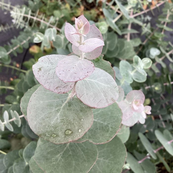 Eucalyptus pulverulenta 140mm