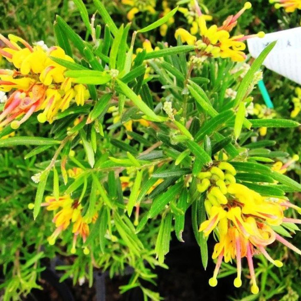 Grevillea 'Gold Rush' 140mm