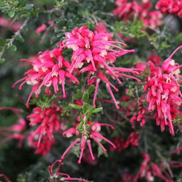 Grevillea 'Strawberry Smoothie' 140mm