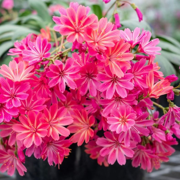 Lewisia cotyledon 'Safira Coral' 140mm