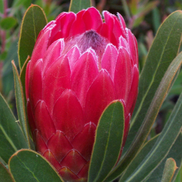Protea 'Special Pink Ice' 140mm