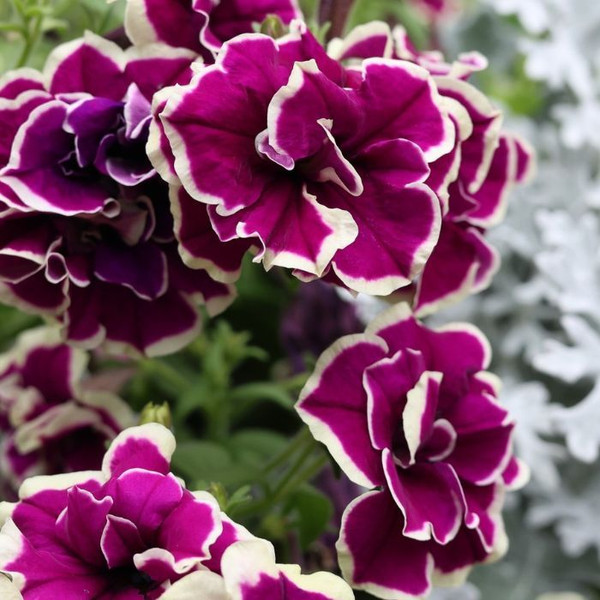 Petunia 'Velvet Champagne' 270mm Hanging Basket