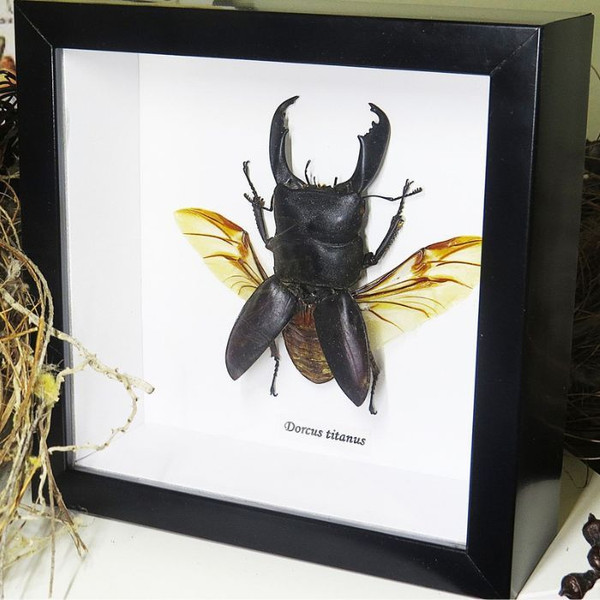 Dorcus titanus Medium