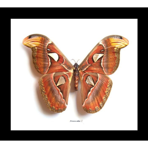 Attacus atlas Female