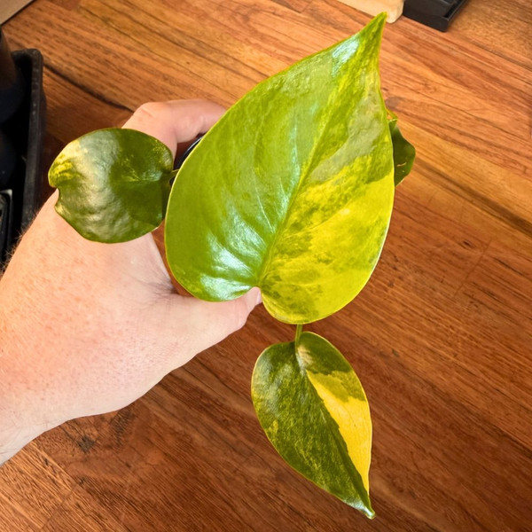 Monstera Deliciosa Yellow Marilyn 4in  100mm