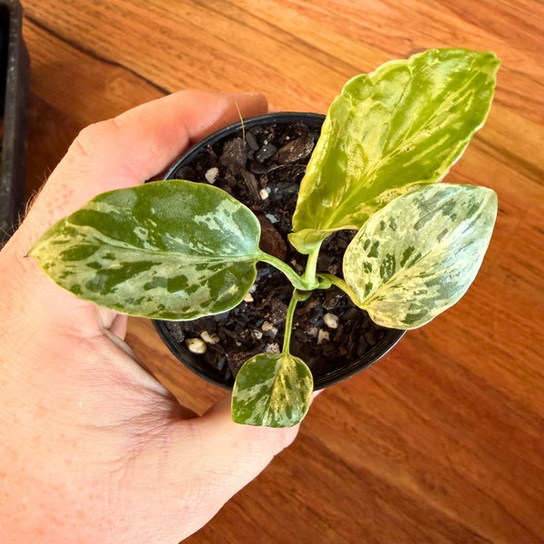 Monstera Bulbasaur 4in  100mm