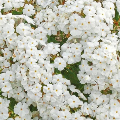 Phlox 'Minnie Pearl' 140mm - Cape View Nursery