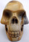 Raven's  Wild horse Picture Jasper Crystal Skull