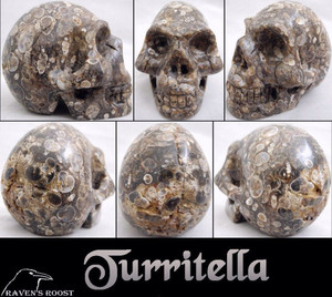 Raven's Carved Fossilized Turritella Crystal Skull 2