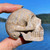 Raven's Fossilized Agatized Coral Crystal Skull 1