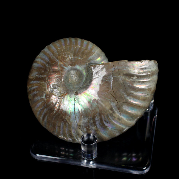 Ammonite Ammolite Fossil Madagascar 2.75"