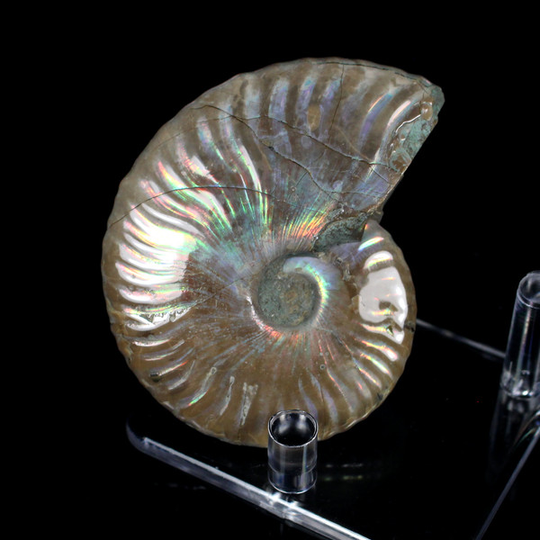 Ammonite Ammolite Fossil Madagascar 2.75"