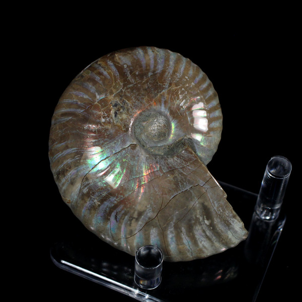 Ammonite Ammolite Fossil Madagascar 2.75"