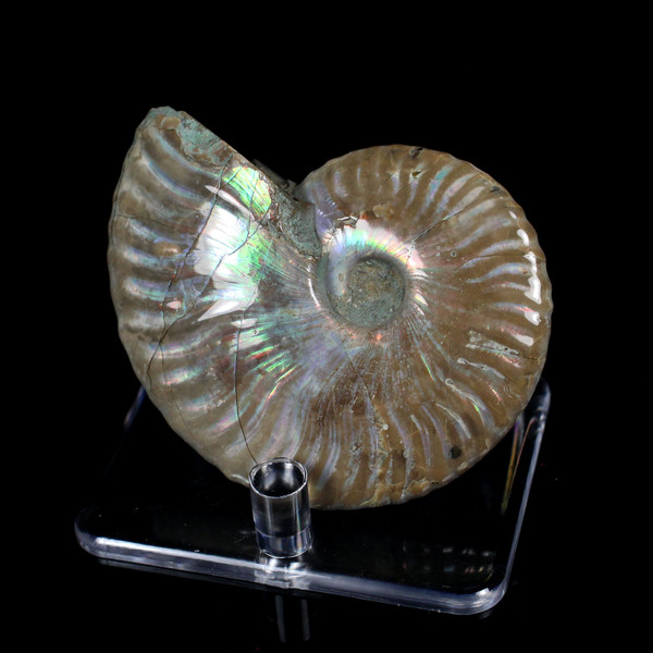 Ammonite Ammolite Fossil Madagascar 2.75"