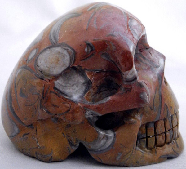 Raven's Fossilized Clams in Limestone Crystal Skull 2