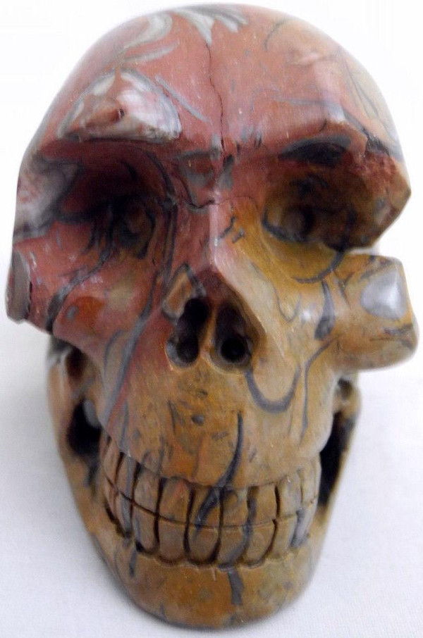 Raven's Fossilized Clams in Limestone Crystal Skull