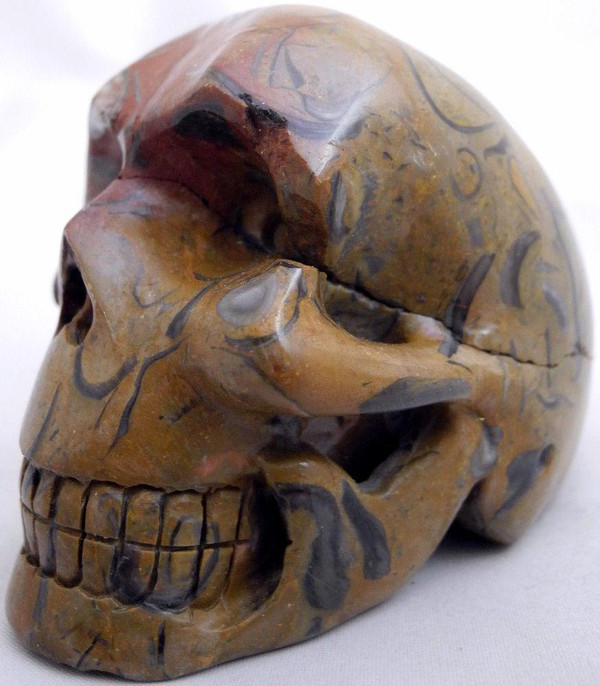 Raven's Fossilized Clams Limestone Crystal Skull