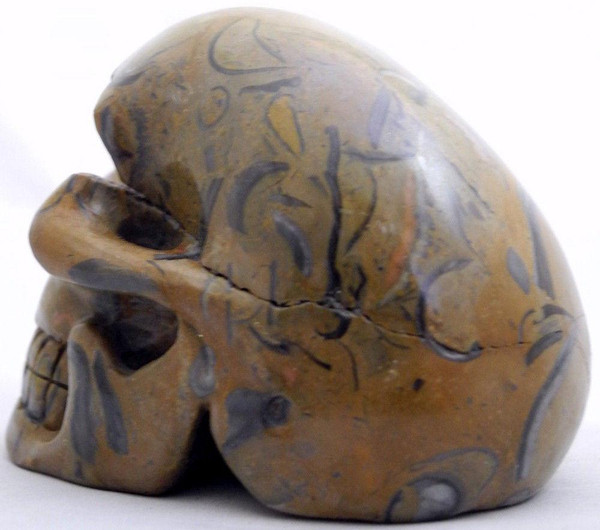 Raven's Fossilized Clams Limestone Crystal Skull