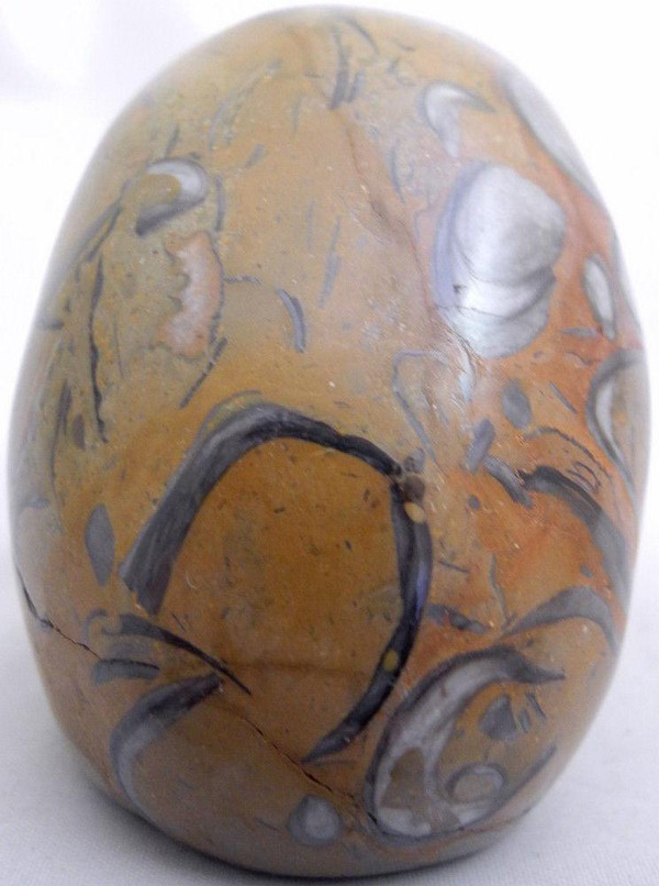 Raven's Fossilized Clams Limestone Crystal Skull