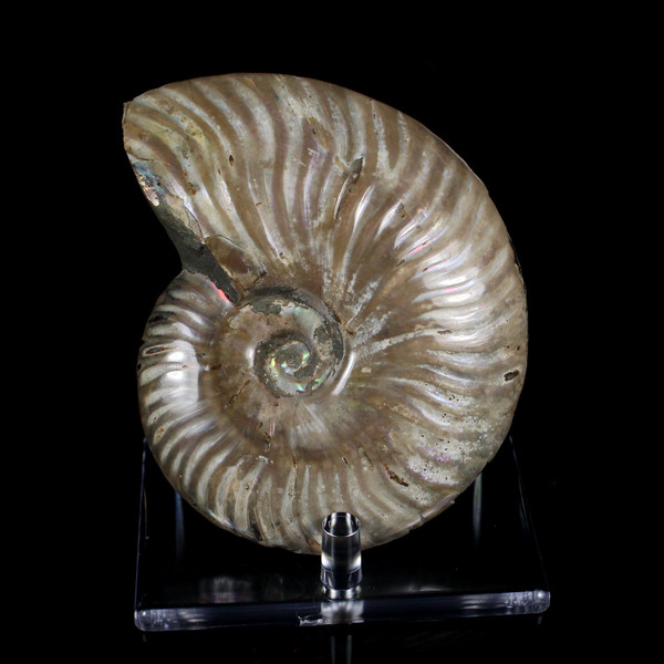Ammonite Ammolite Fossil Madagascar 4.4"